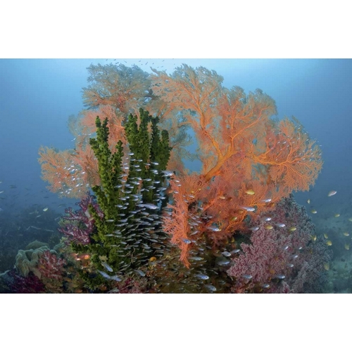 Reef scenics, Irian Jaya, West Papua, Indonesia